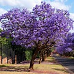 le jacaranda – jacaranda mimosifolia flamboyant bleu – Dadane