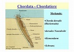 Chordata - Chordatiere Merkmale