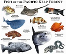 Pacific Ocean Animals Facts