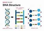 Deoxyribonucleic Acid (DNA): Struktur, Fungsi, dan Kelainan DNA