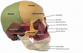 Anatomy Made Easy : Anterior View of Skull