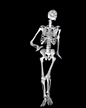 Gifs de esqueleto humano - Gifs.eco.br