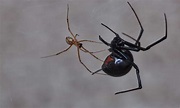 Male vs Female Black Widow Spider: What’s the Difference? - A-Z Animals