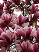 Magnólia (Magnolia liliflora | Flor de magnólia, Magnolia, Plantio de ...