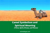 Camel Symbolism and Meaning (Totem, Spirit, Dream, and Omens) - Animal Hype