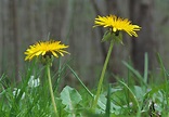4 Convincing Reasons To Eat Dandelion Flowers - Learn Your Land