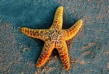 Common starfish may not survive extreme ocean conditions • Earth.com