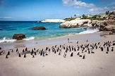 Boulders Beach, South Africa Located in the Cape Peninsula, near Cape ...