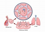 Lung Alveolus Structure - Lung Alveoli Anatomy | GetBodySmart