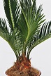Palmfarn (Sago-Palme) - Zimmerpalmen