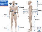 Standard Anatomical Terms and Planes