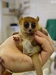 Los animales más pequeños del mundo – Badabun