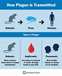 Plague: Types, History, Causes & Prevention