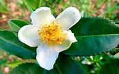 Camellia Sinensis: aceites, té y mucho más. - Pazo de Rubianes