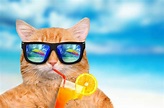 Summer Fun Wallpapers - Top Free Summer Fun Backgrounds - WallpaperAccess