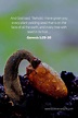 23 Bible verses about seeds