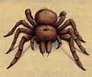 Goliath Birdeater Tarantula spider, illustration - Stock Image - C040 ...