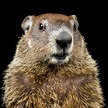 Groundhog | National Geographic