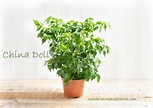 China Doll Plant Care – Grow Radermachera sinica as a Houseplant ...