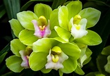 🌺 [Orquídea verde | Significado, cuidados y fotos] 👉 [La guía más ...