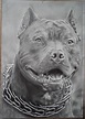 Drawing of a Pitbull by Valyanna8361 on DeviantArt