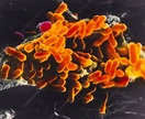 Rickettsia prowasekii bacteria - Stock Image - B220/0521 - Science ...