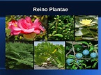 Reino Vegetal o Plantae: Reino vegetal o plantae