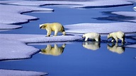 Arktische Tierwelt: Eisbären - Polarregionen - Natur - Planet Wissen