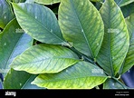 Rama, nuevas hojas de Limón, 'Citrus limon' Fotografía de stock - Alamy