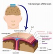 069 The Meninges of the Central Nervous System - Interactive Biology ...