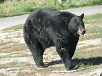File:American Black Bear.JPG - Wikipedia