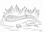 Anaconda coloring page | Free Printable Coloring Pages Animal Coloring ...