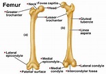 Linea Aspera of Femur - Location, Anatomy, Function, Types