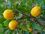 Lemon (Citrus x limon), fruits | Feedipedia