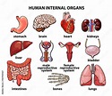 Human organs. Internal organs set. Human anatomy, internal parts of the ...