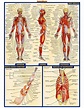 Human Anatomy D Infographic | Infographicality | Human anatomy systems ...