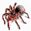 goliath tarantula illustration 1560x1560 pixels | Artistas, Dibujos ...