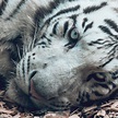 White Tiger Free Stock Photo - Public Domain Pictures