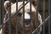 Bear in a cage in a zoo stock photo. Image of bars, black - 107380828