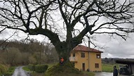 Carballo monumental en Galicia | Arbogal | Arboricultura y poda en altura
