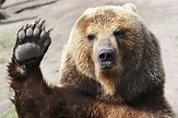 Bear Pictures, Images, Graphics - Page 3