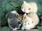 10 grands fonds d'écran pour de petits chatons - fonds d'écran gratuits ...
