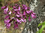 Jacaranda Juss. | Plants of the World Online | Kew Science