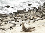 la jolla cove best time to see seals - Lino Yoo