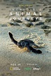 Incredible Animal Journeys - Série TV 2024 - AlloCiné