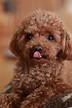 Poodle Puppies (20+ Perfect Pups) - Talk to Dogs