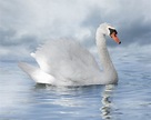 Cisne blanco foto de archivo. Imagen de cisne, animal - 25997160