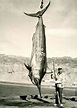 ¿Cuánto pesaba el merlín negro más grande del mundo, pescado en Perú ...