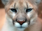File:Cougar closeup.jpg - Wikipedia