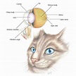 Hills Pet Nutrition | VetCheck Cat Eye Anatomical Diagram